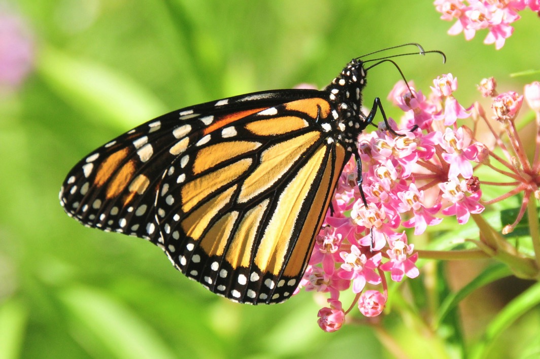 Milkweed plant giveaway planned at Saturday Farmers' Market ...