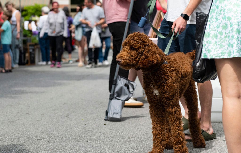 Dog-themed First Thursday coming to the square this week