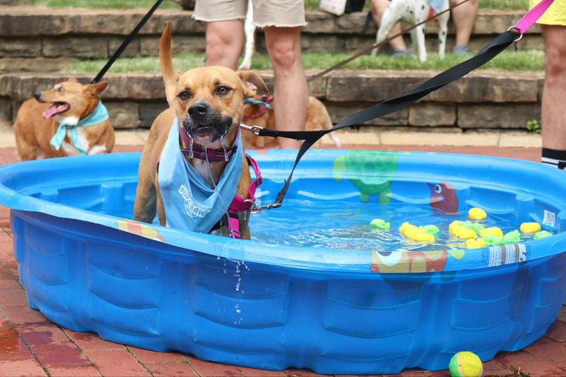 Registration open for annual Dickson Street Pup Crawl