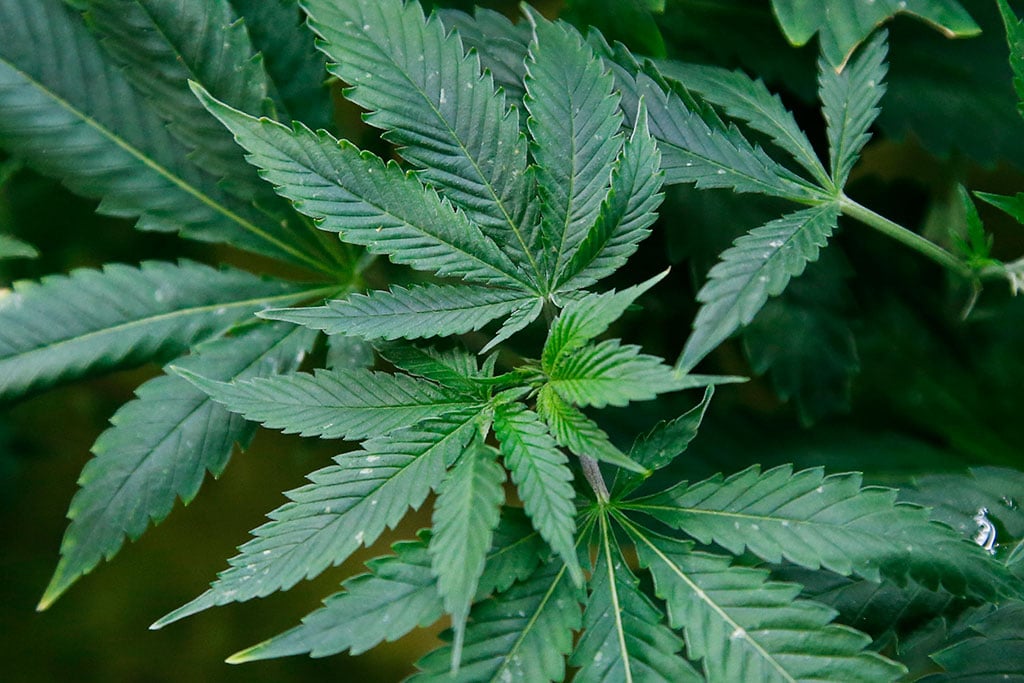 US drug control agency will move to reclassify marijuana in a historic shift, AP sources say